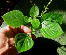 Image of speckled spur flower