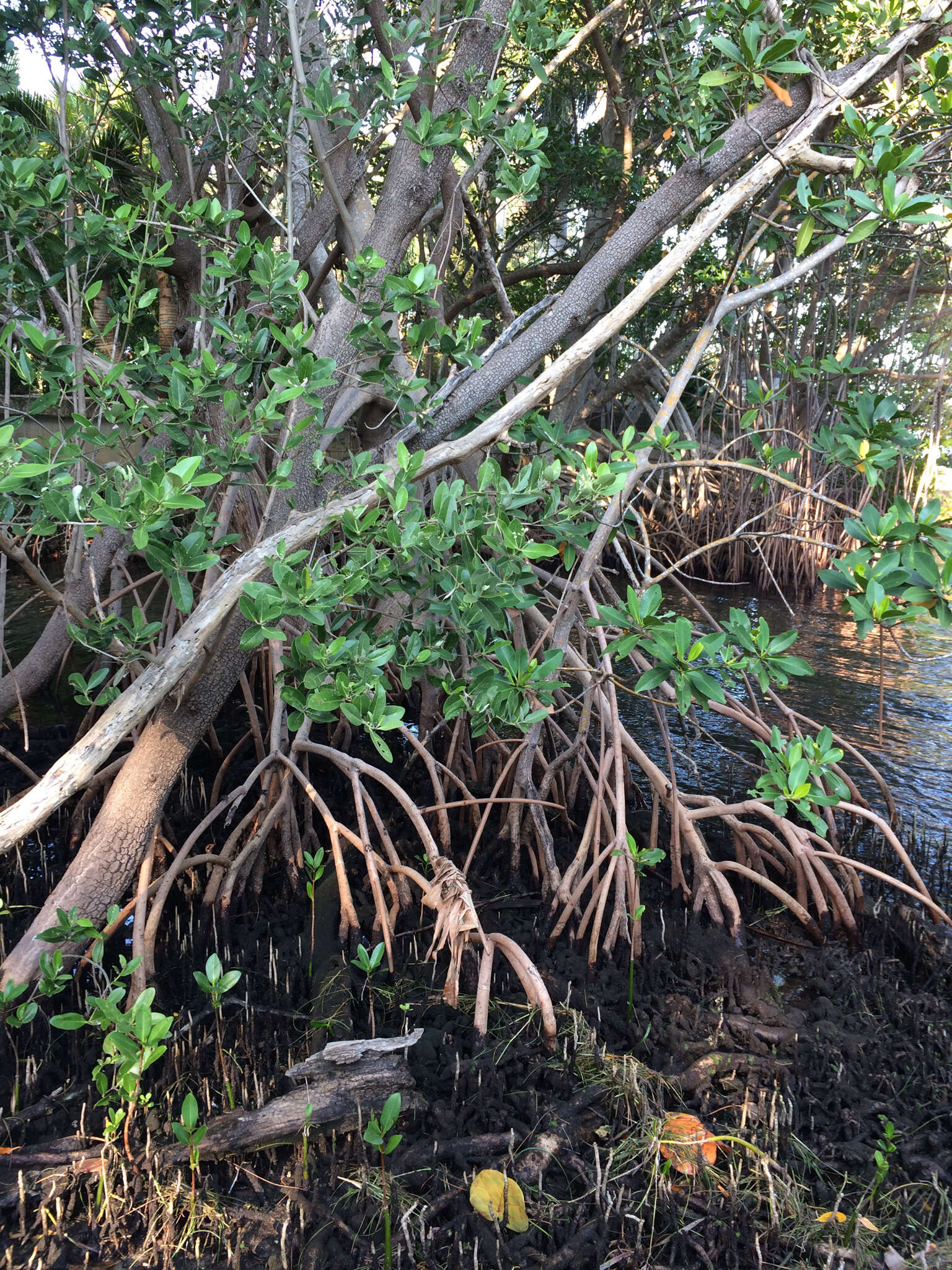 Image of red mangrove