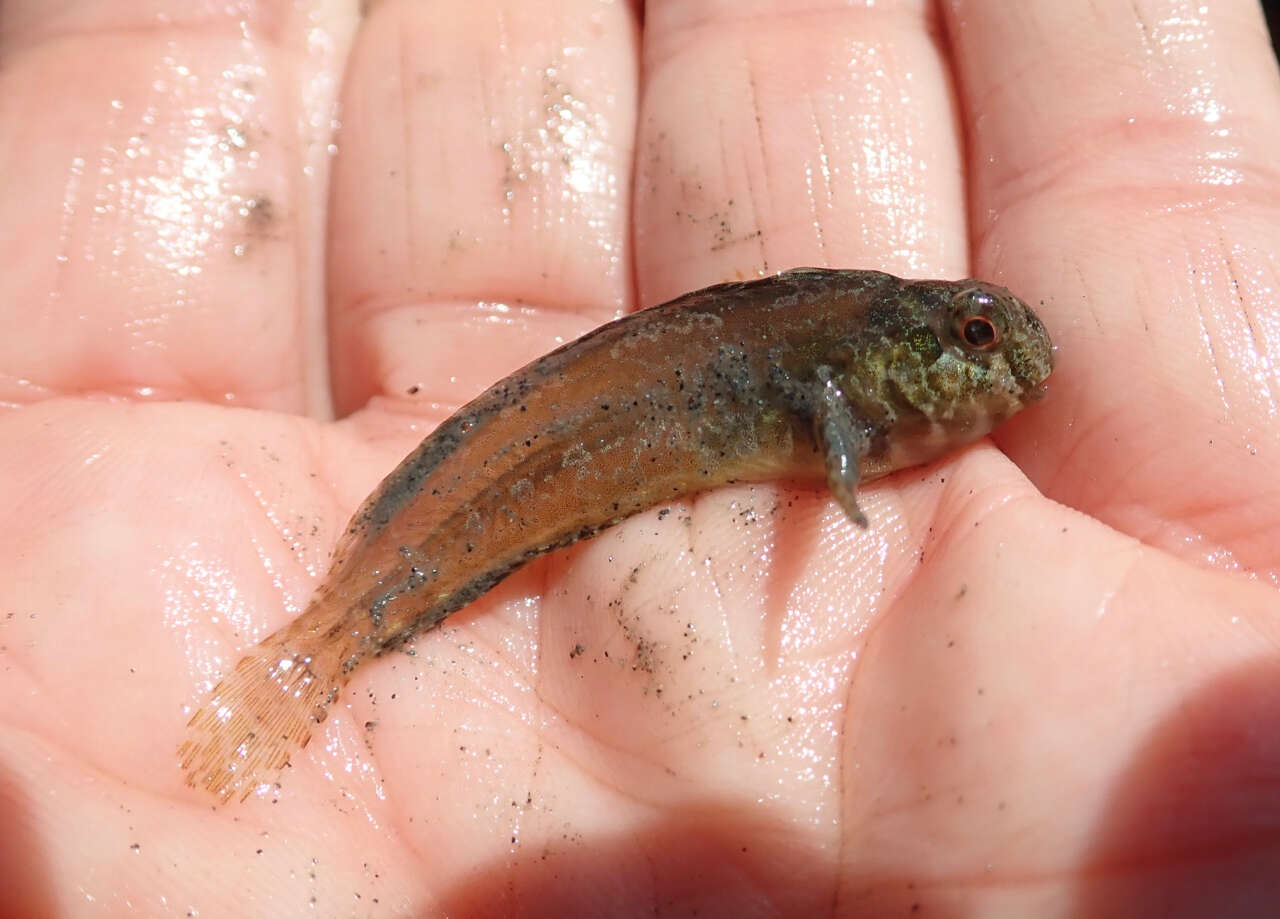 Imagem de Hypsoblennius gentilis (Girard 1854)