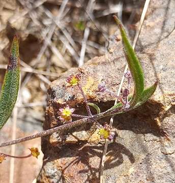 Image of Centella glabrata L.