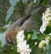 Image of Western Spinebill