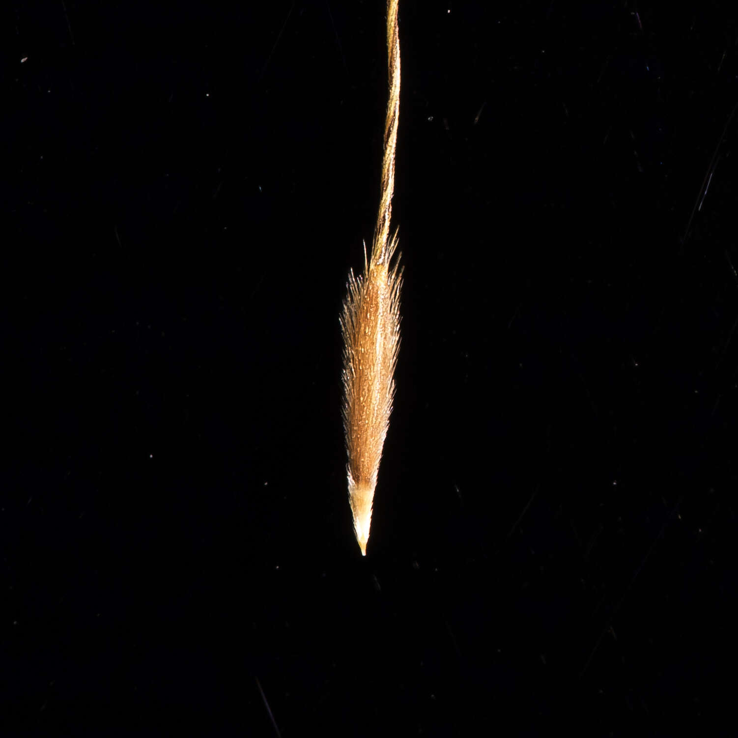 Image of Austrostipa exilis (Vickery) S. W. L. Jacobs & J. Everett