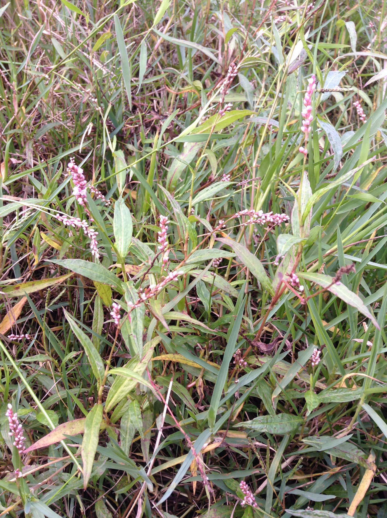 Image of Snake-root