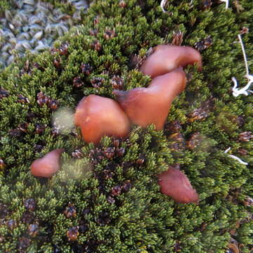 Image of Rhodocollybia incarnata (G. Stev.) J. A. Cooper 2014