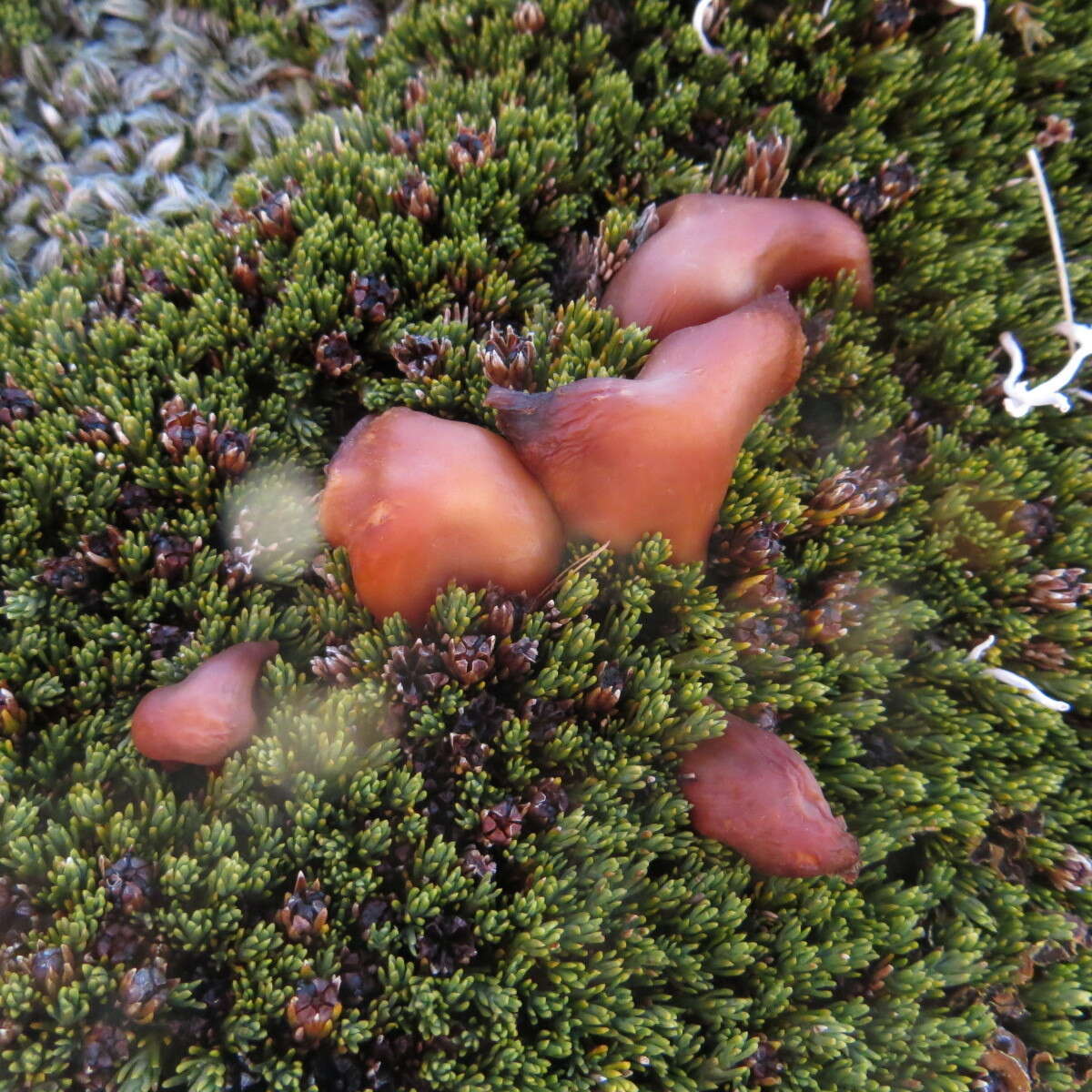 Image de Rhodocollybia incarnata (G. Stev.) J. A. Cooper 2014