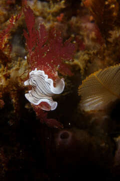 Image of candy striped flatworm