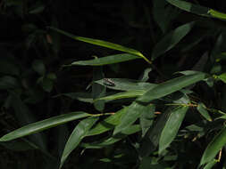 Image of Bamboo longhorn beetle