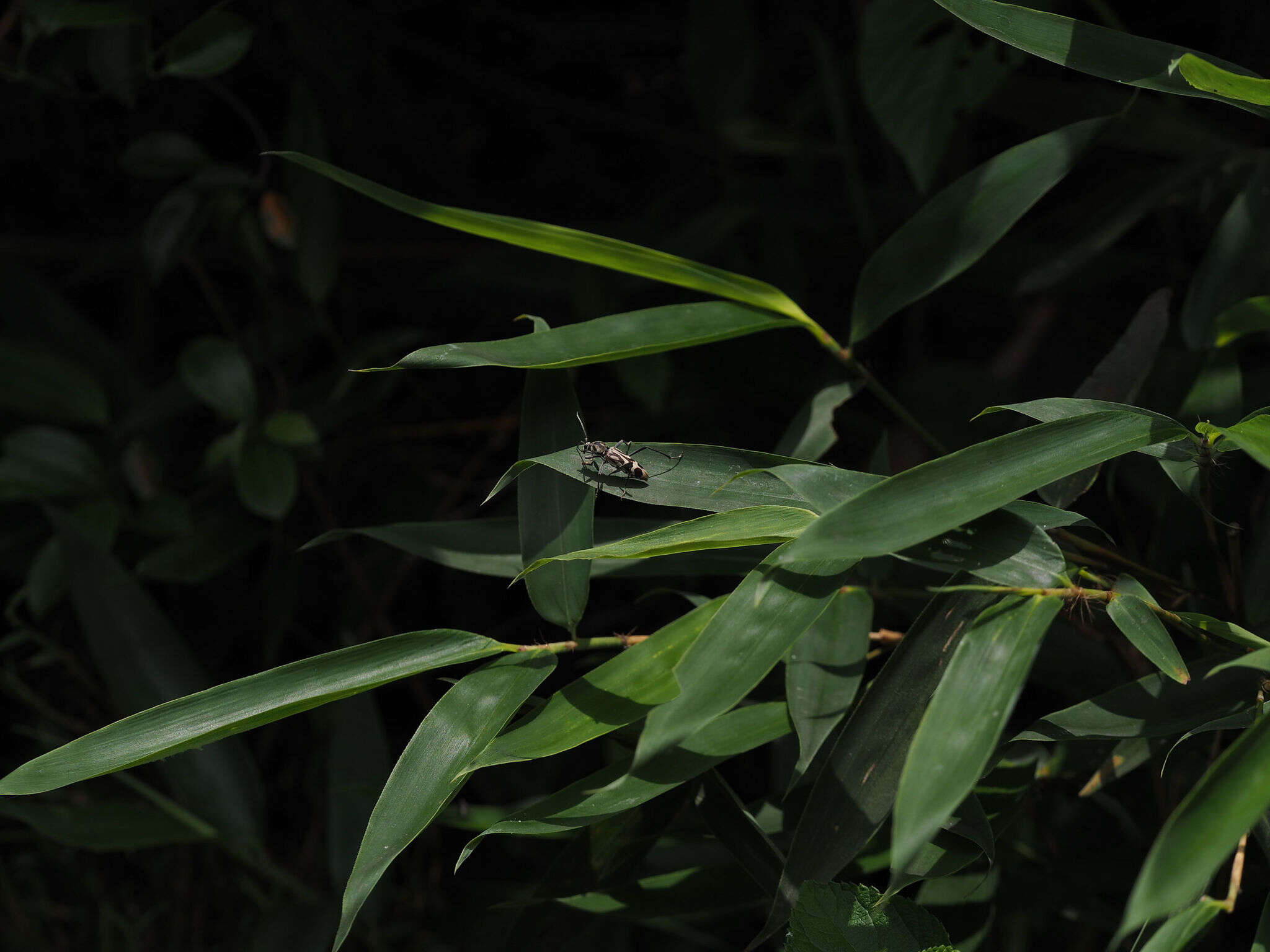 Image of Bamboo longhorn beetle