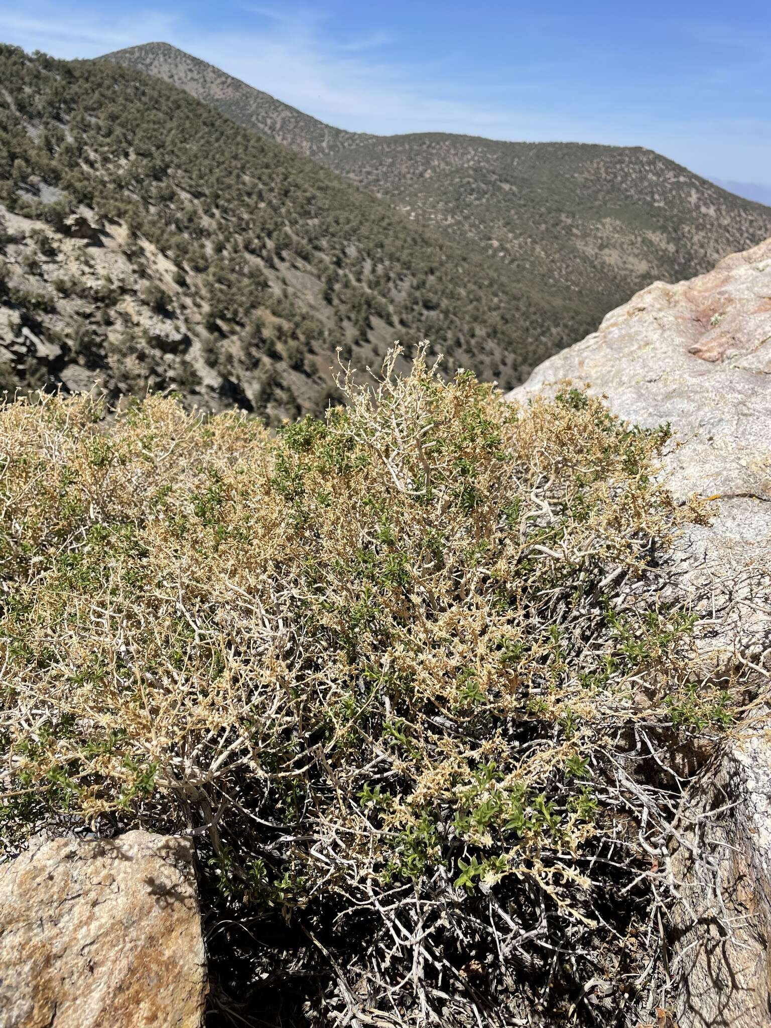 Image of whiteflower goldenbush