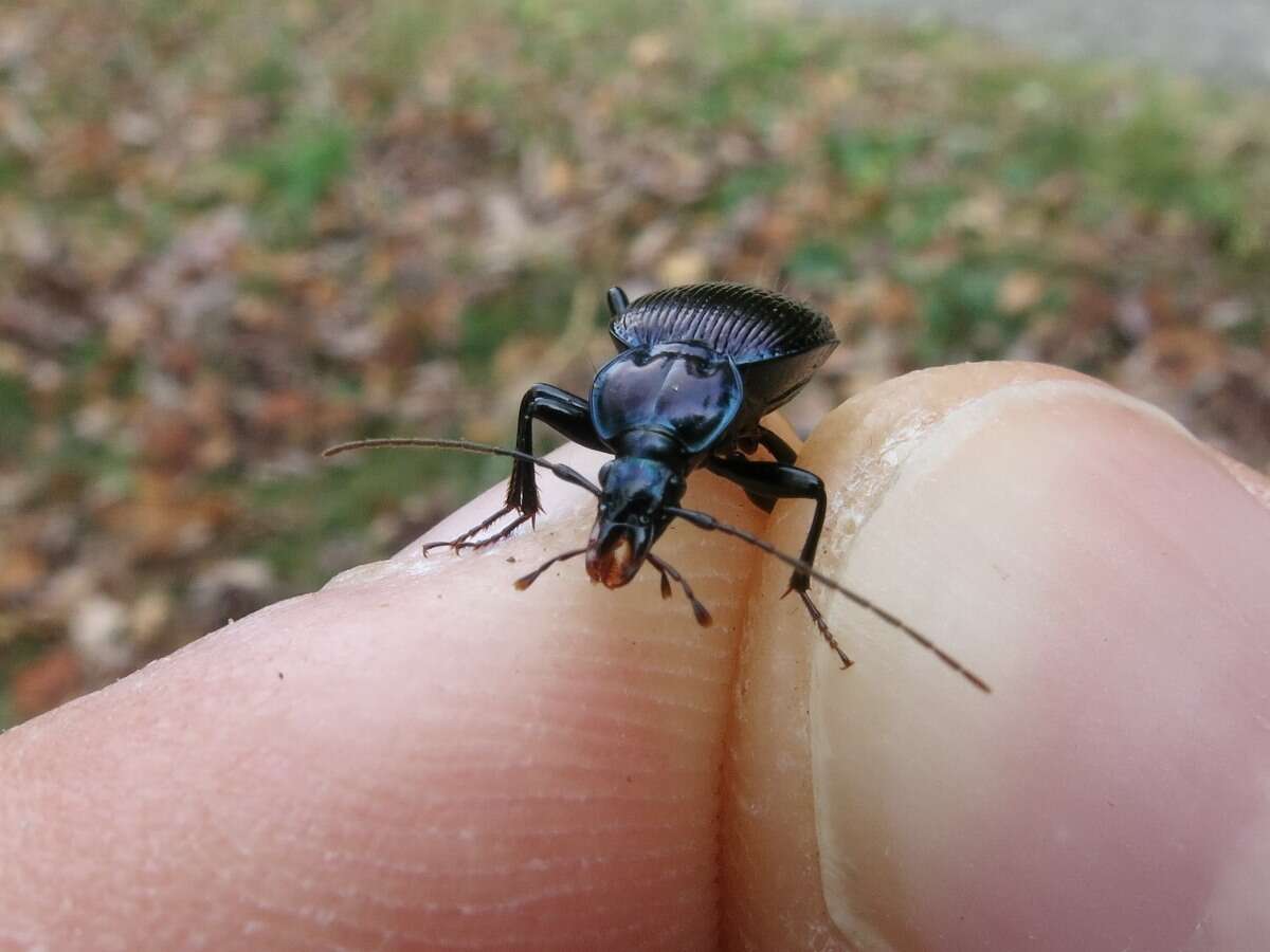 صورة Sphaeroderus canadensis Chaudoir 1861