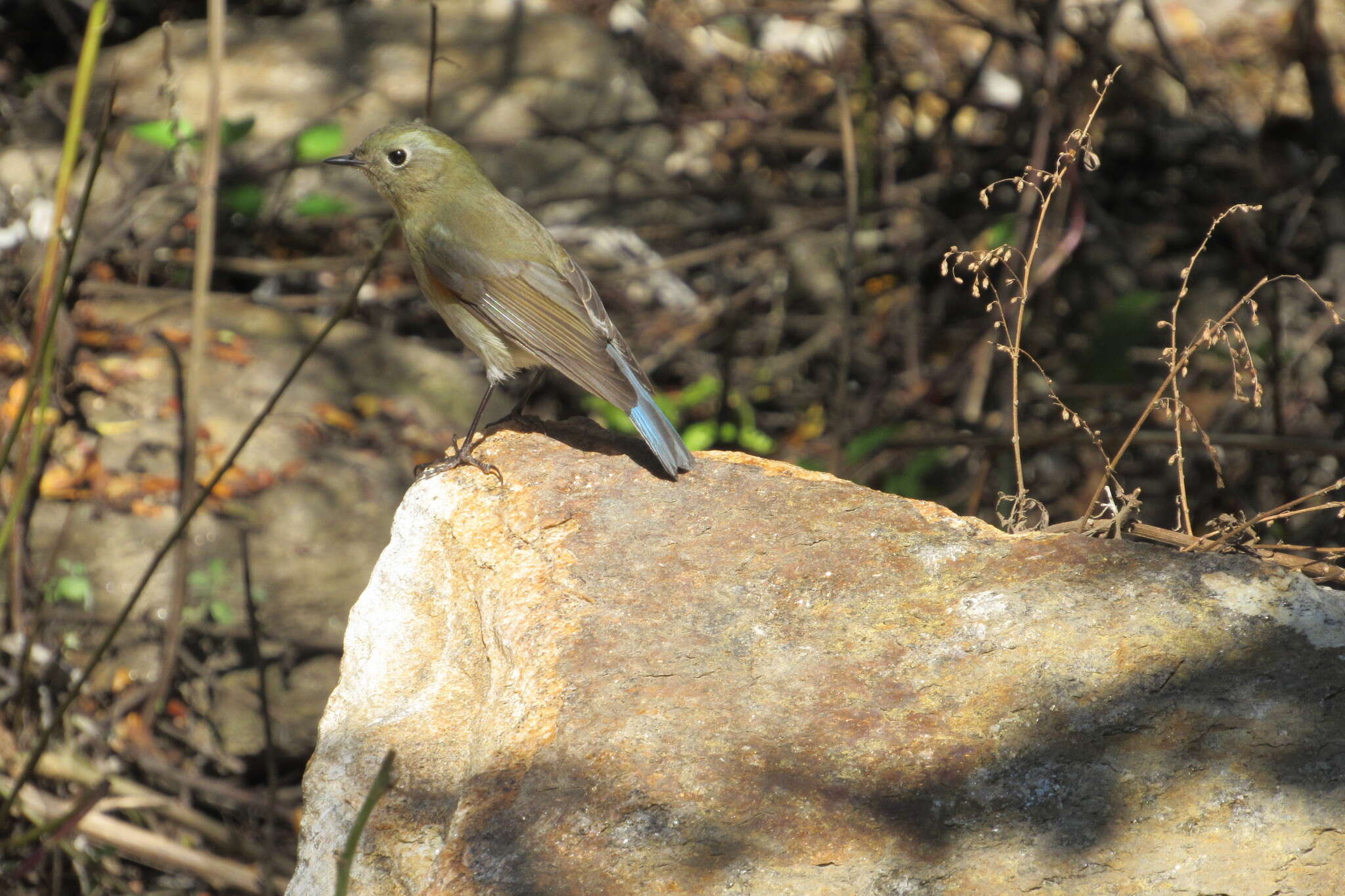 Image of Himalayan Bluetail