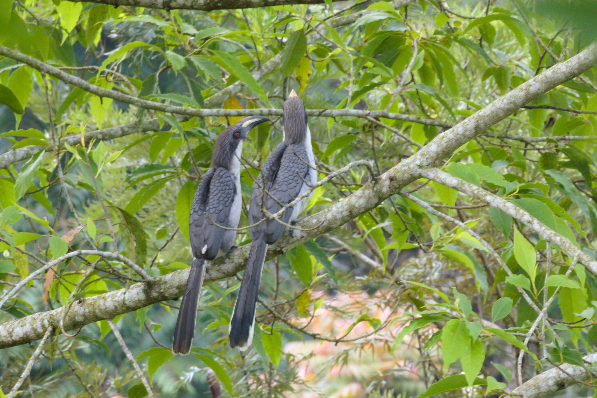 Image of Ceylon Grey-Hornbill