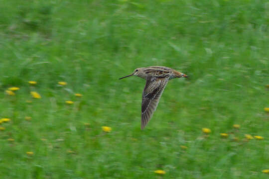 Image of Swinhoe's Snipe