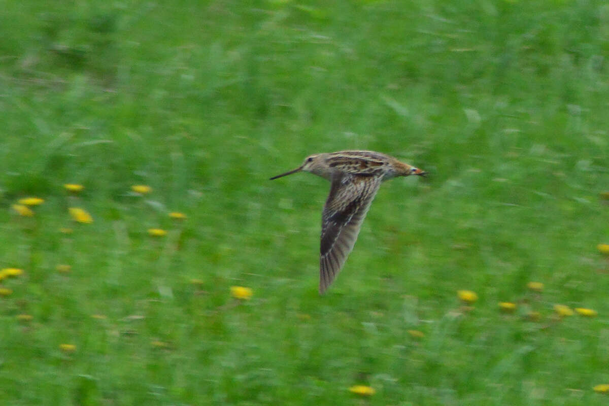 Image of Swinhoe's Snipe