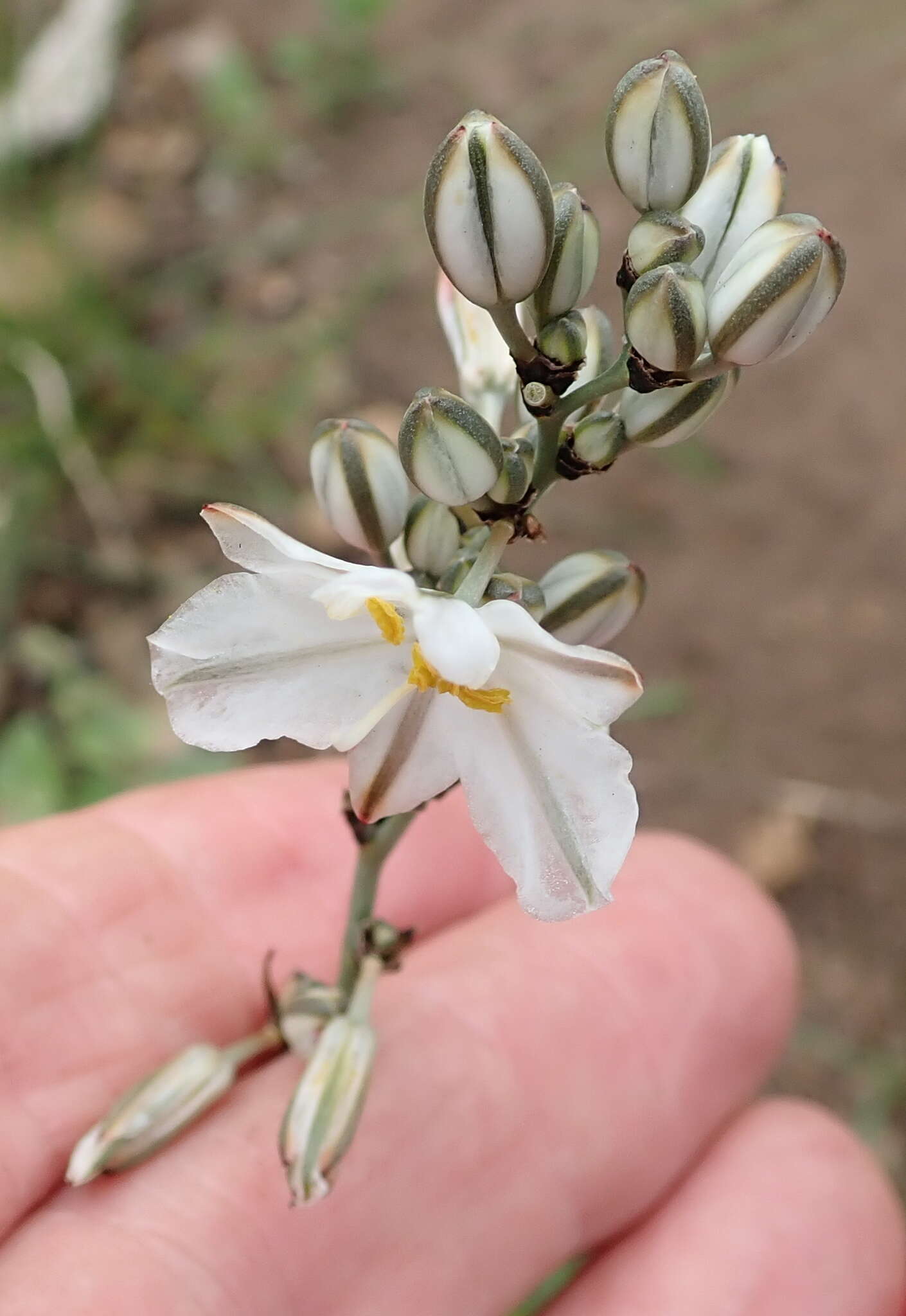 Plancia ëd Chlorophytum angulicaule (Baker) Kativu