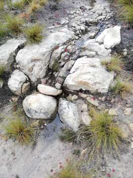 Image of Tradouw's Mountain Toad