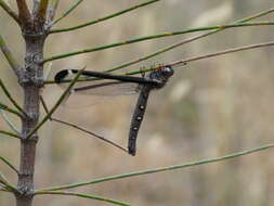 Слика од Stilbopteryx costalis Newman 1838