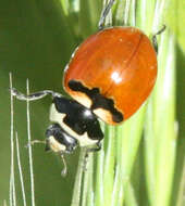 Image of Three-banded Lady Beetle