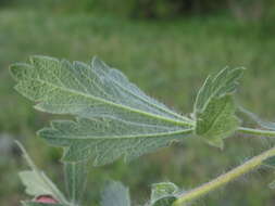 Слика од Potentilla astracanica Jacq.