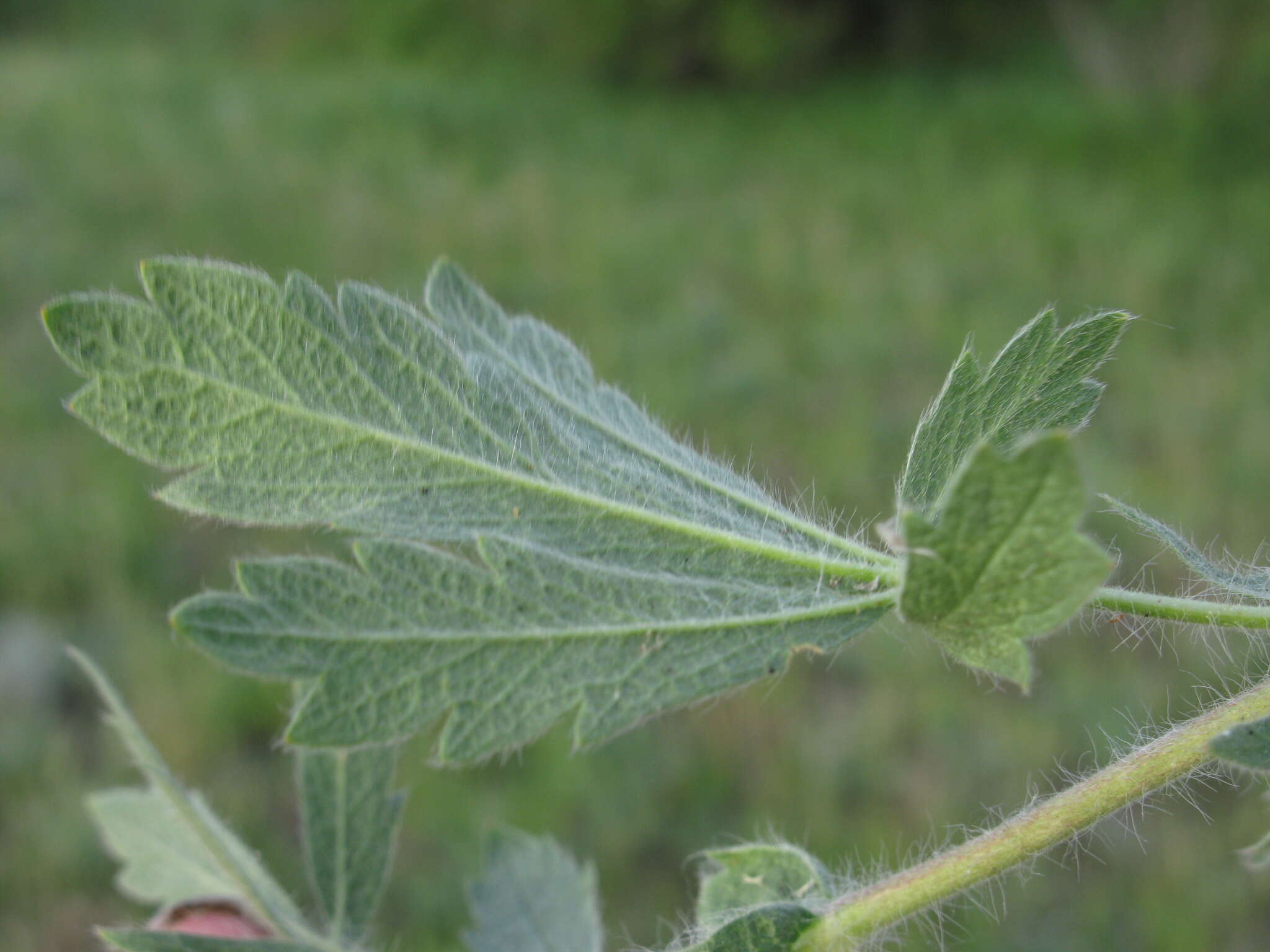 Слика од Potentilla astracanica Jacq.