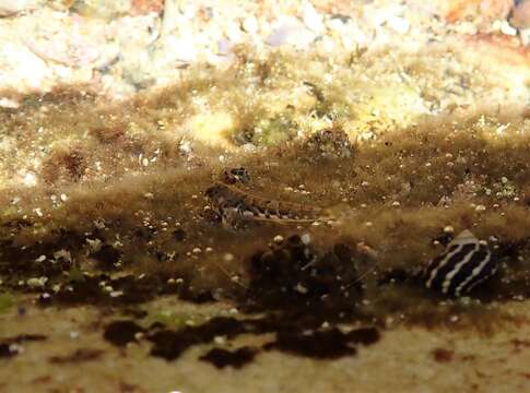 Image of Eastern Jumping Blenny