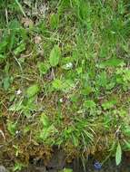 Image of Pinguicula grandiflora subsp. rosea (Mutel) Casper