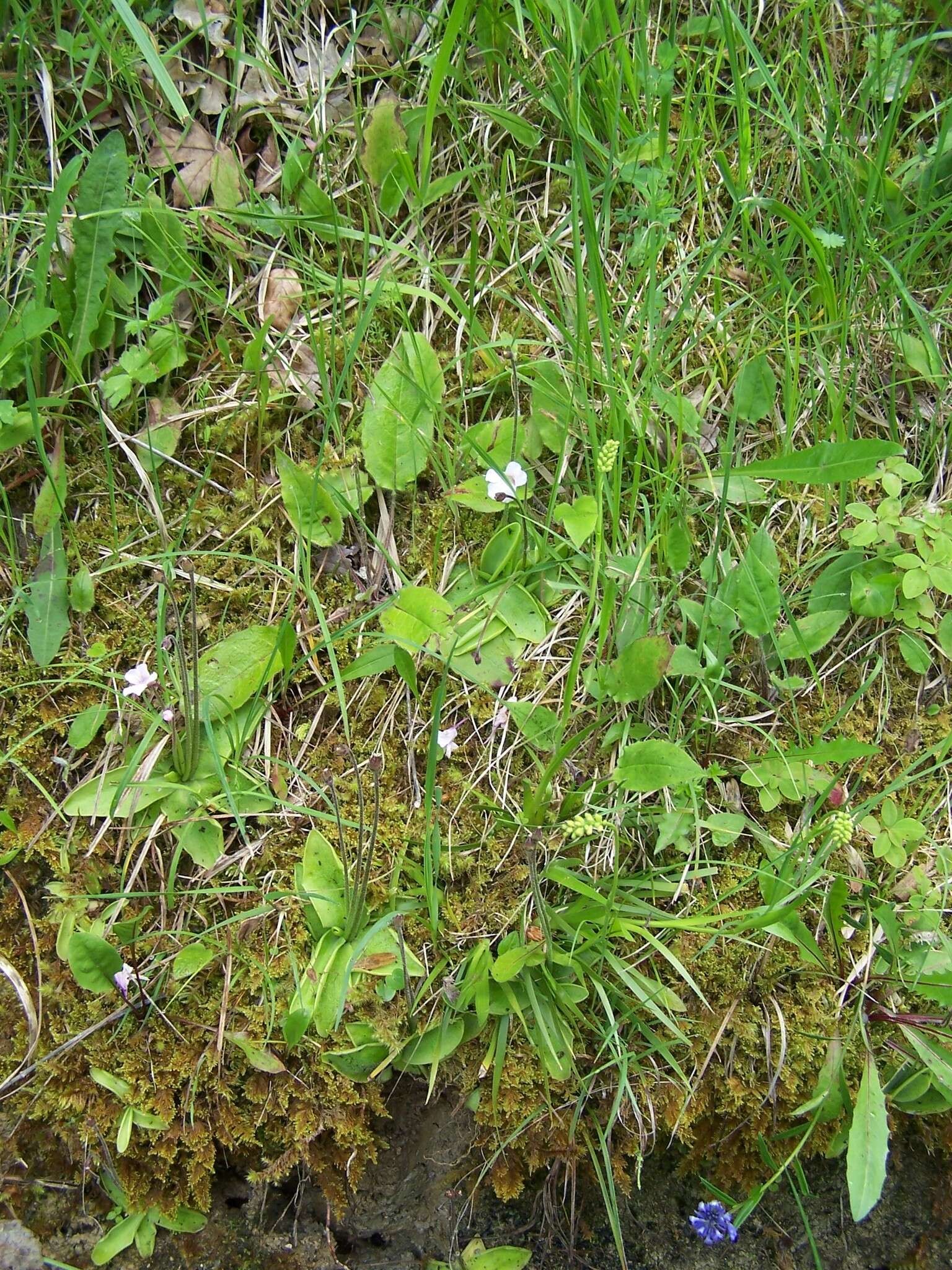 Image of Pinguicula grandiflora subsp. rosea (Mutel) Casper