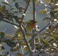 Image of Blackburnian Warbler