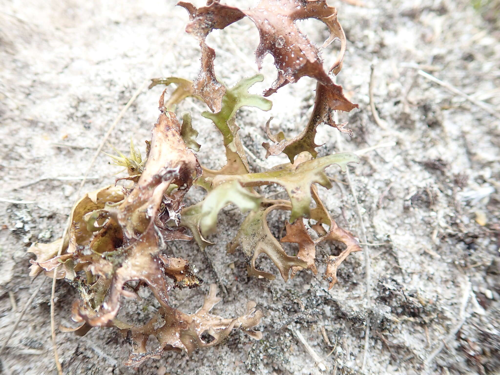 Image of Cetraria lichens