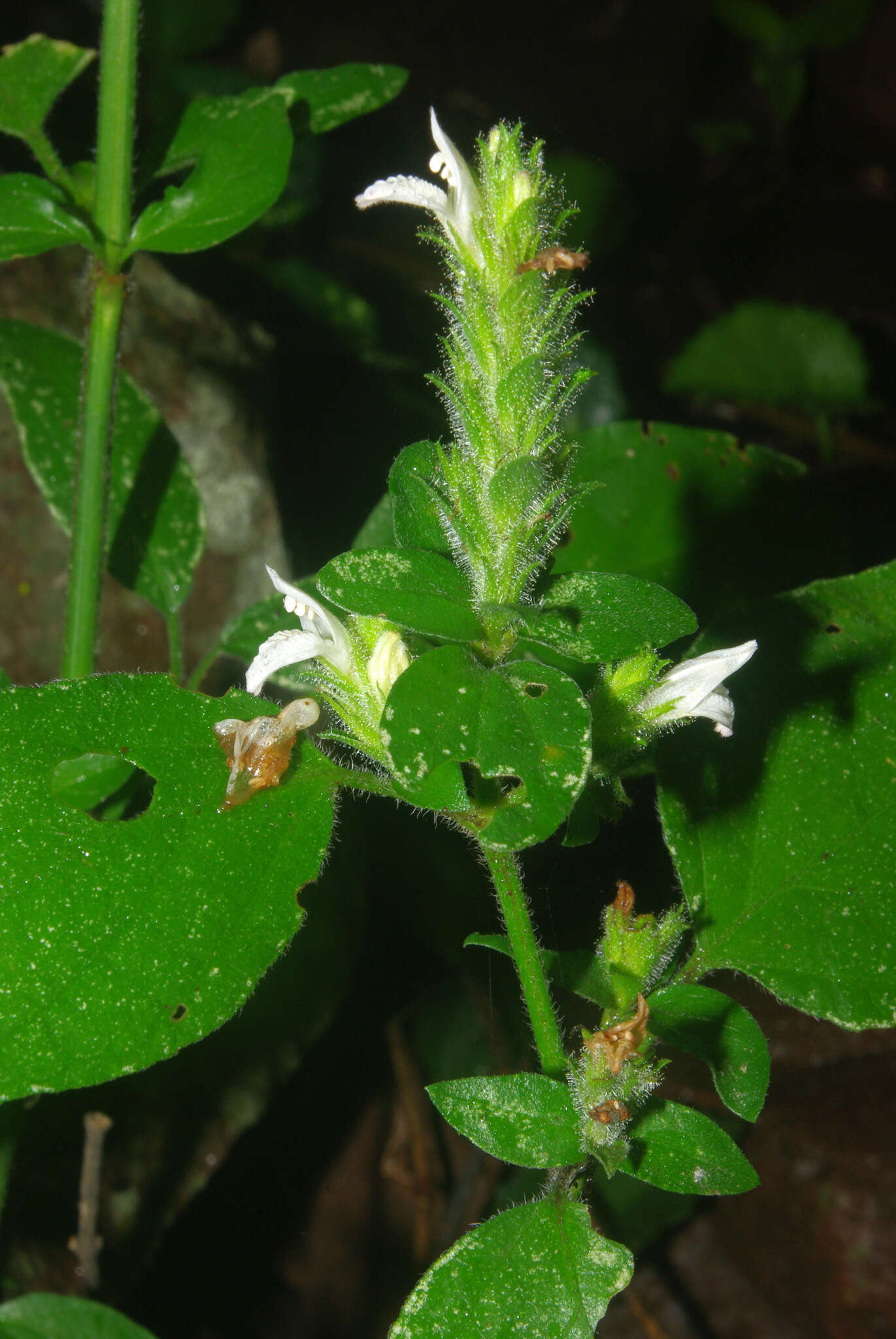 Image of Isoglossa glandulosissima K. Balkwill