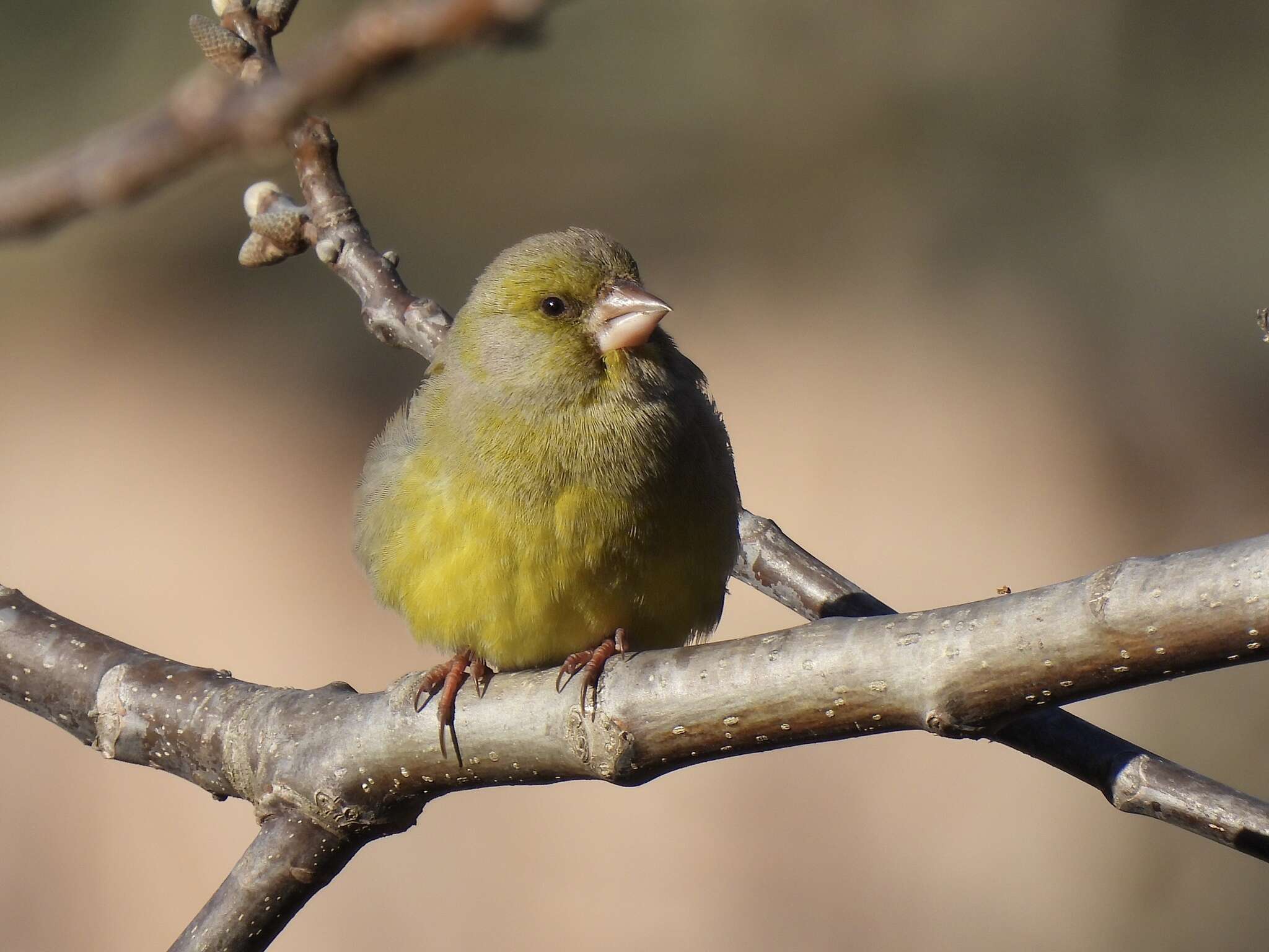 Chloris chloris aurantiiventris (Cabanis 1851) resmi