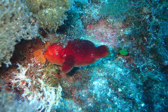 Image of red sea-squirt