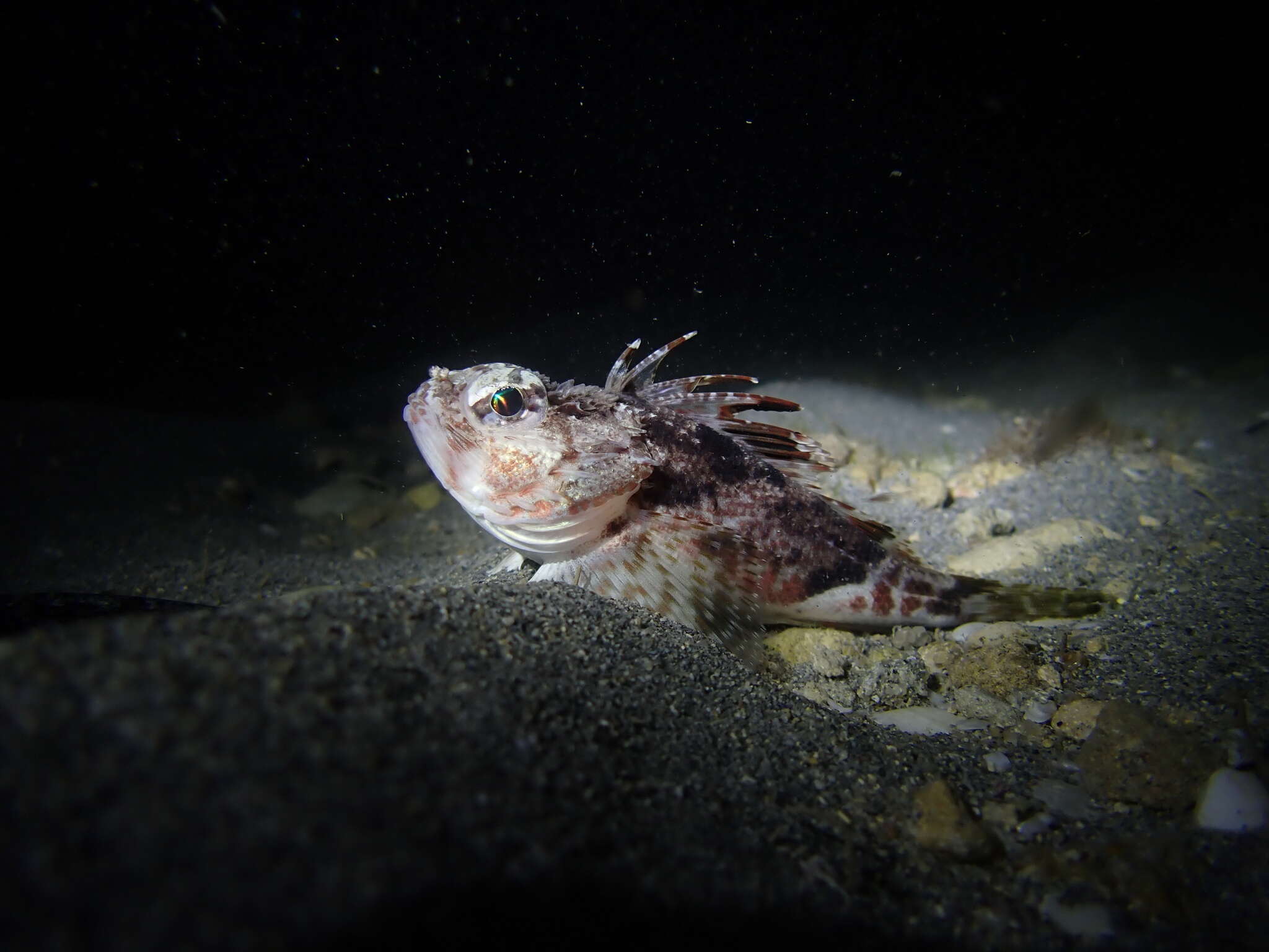 Image of Little gurnard perch