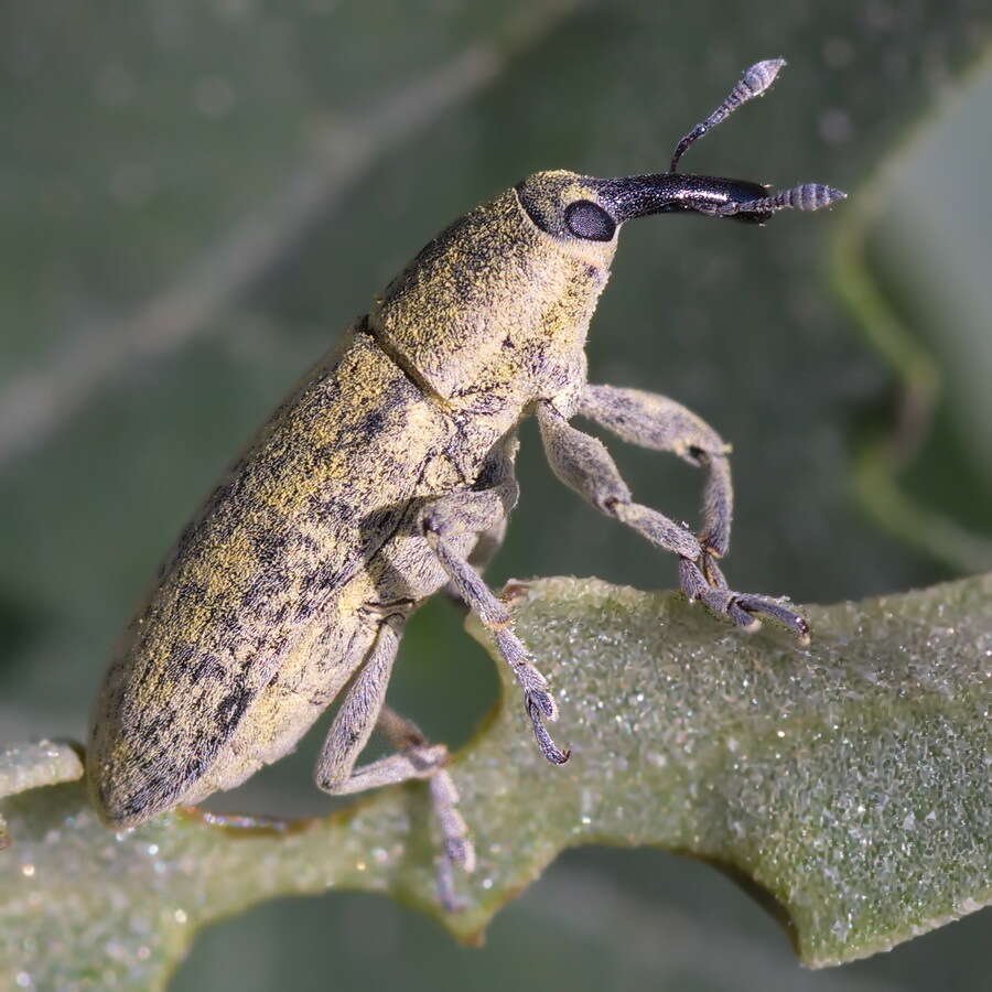 Image of Lixus rubicundus Dejean 1821