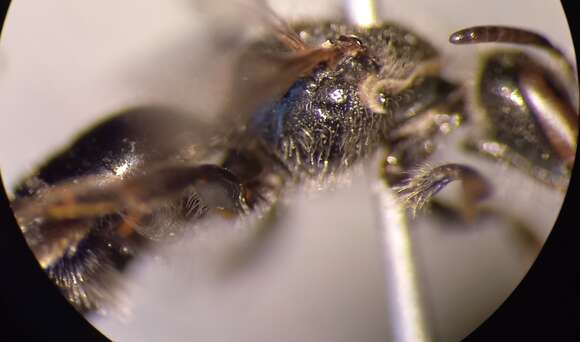 Lasioglossum clypeare (Schenck 1853) resmi