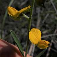 Слика од Crotalaria brevis Domin