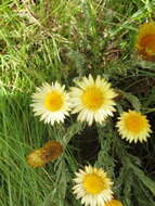 Слика од Helichrysum herbaceum (Andr.) Sw.