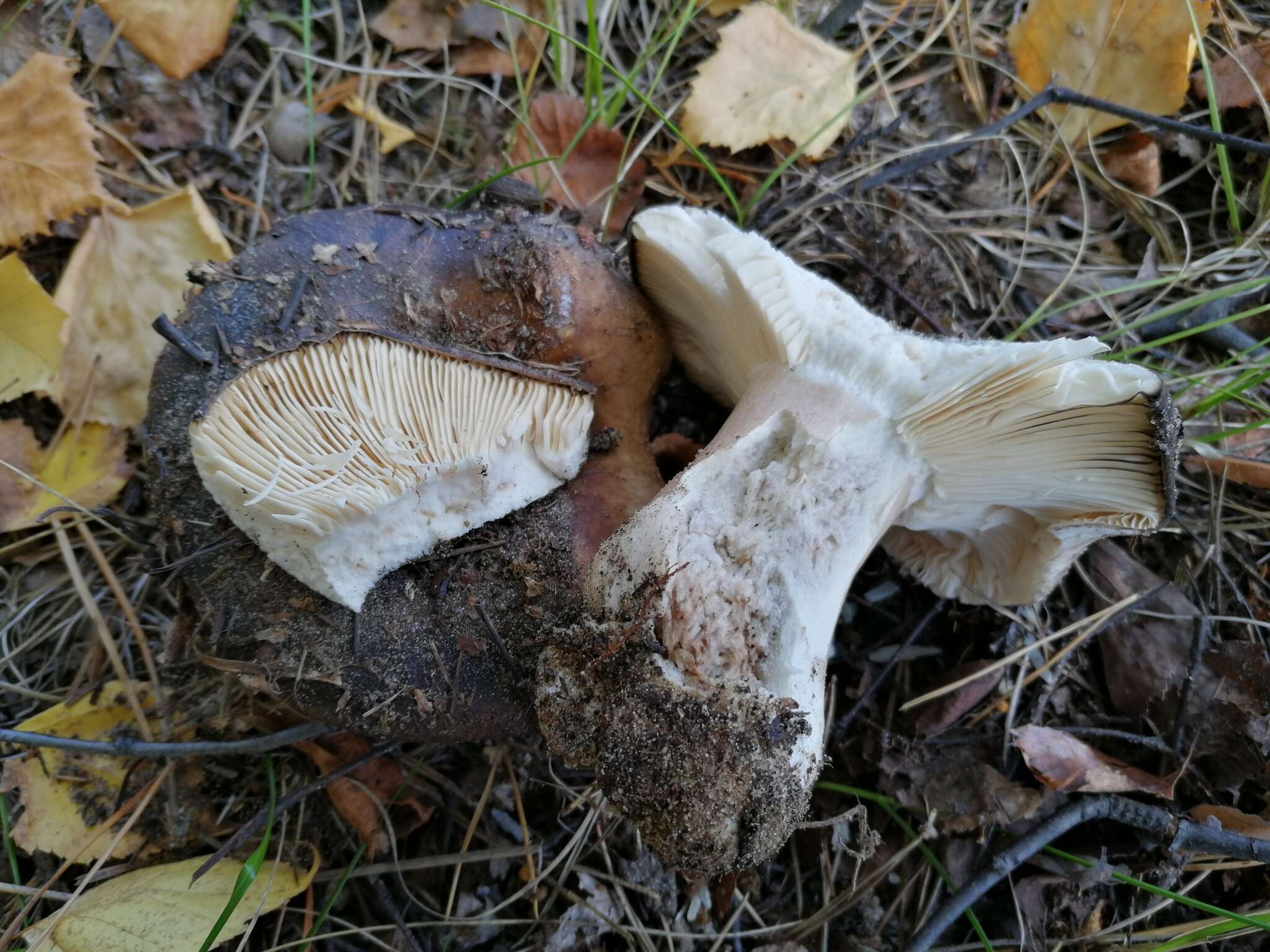 Image of Russula adusta (Pers.) Fr. 1838