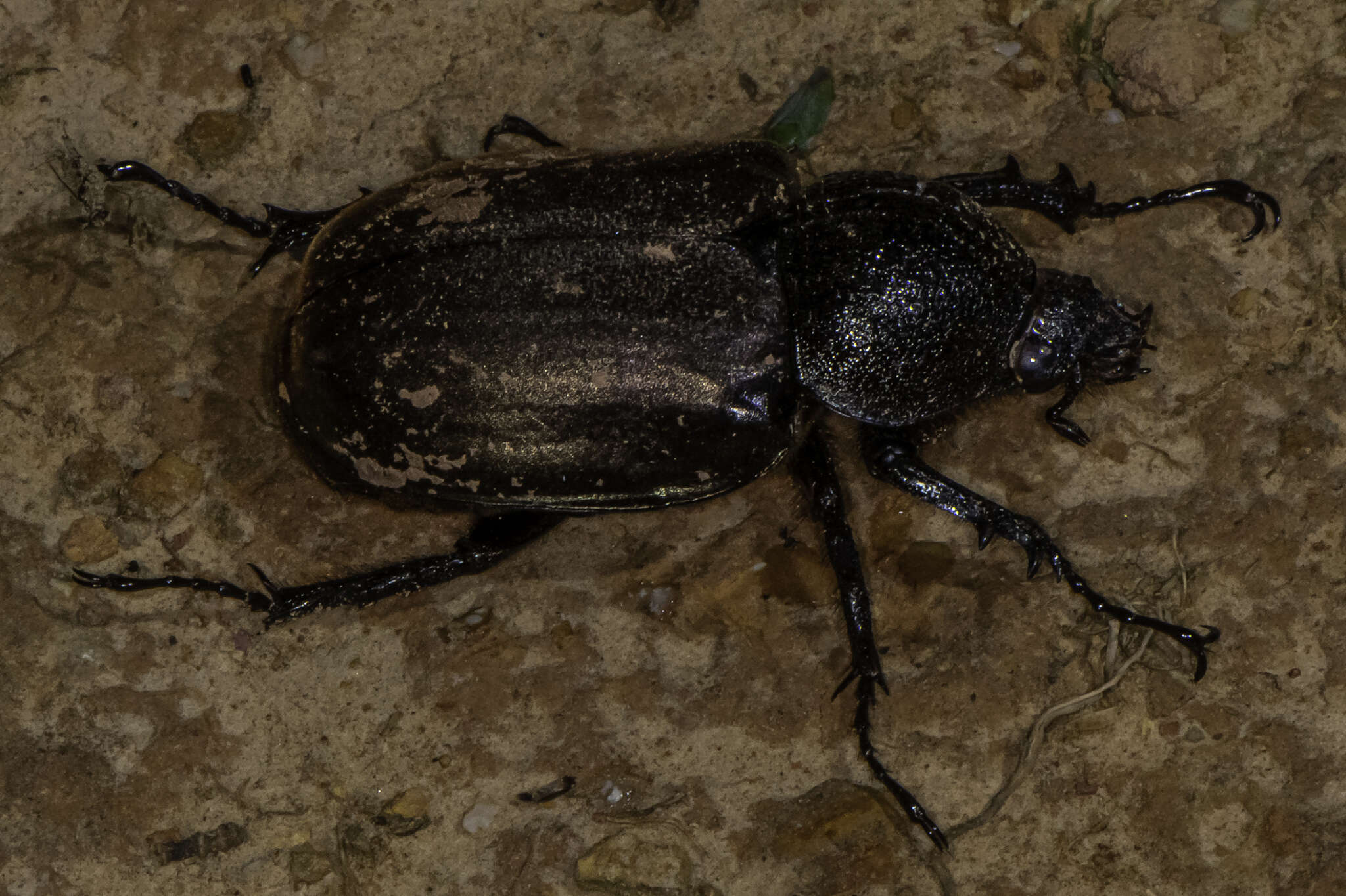 Image de Chalcosoma moellenkampi Kolbe 1900