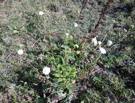 صورة Knautia tatarica (L.) Szabó