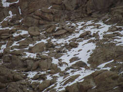 Image of Ladakh Urial