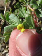 Image of strigose bird's-foot trefoil