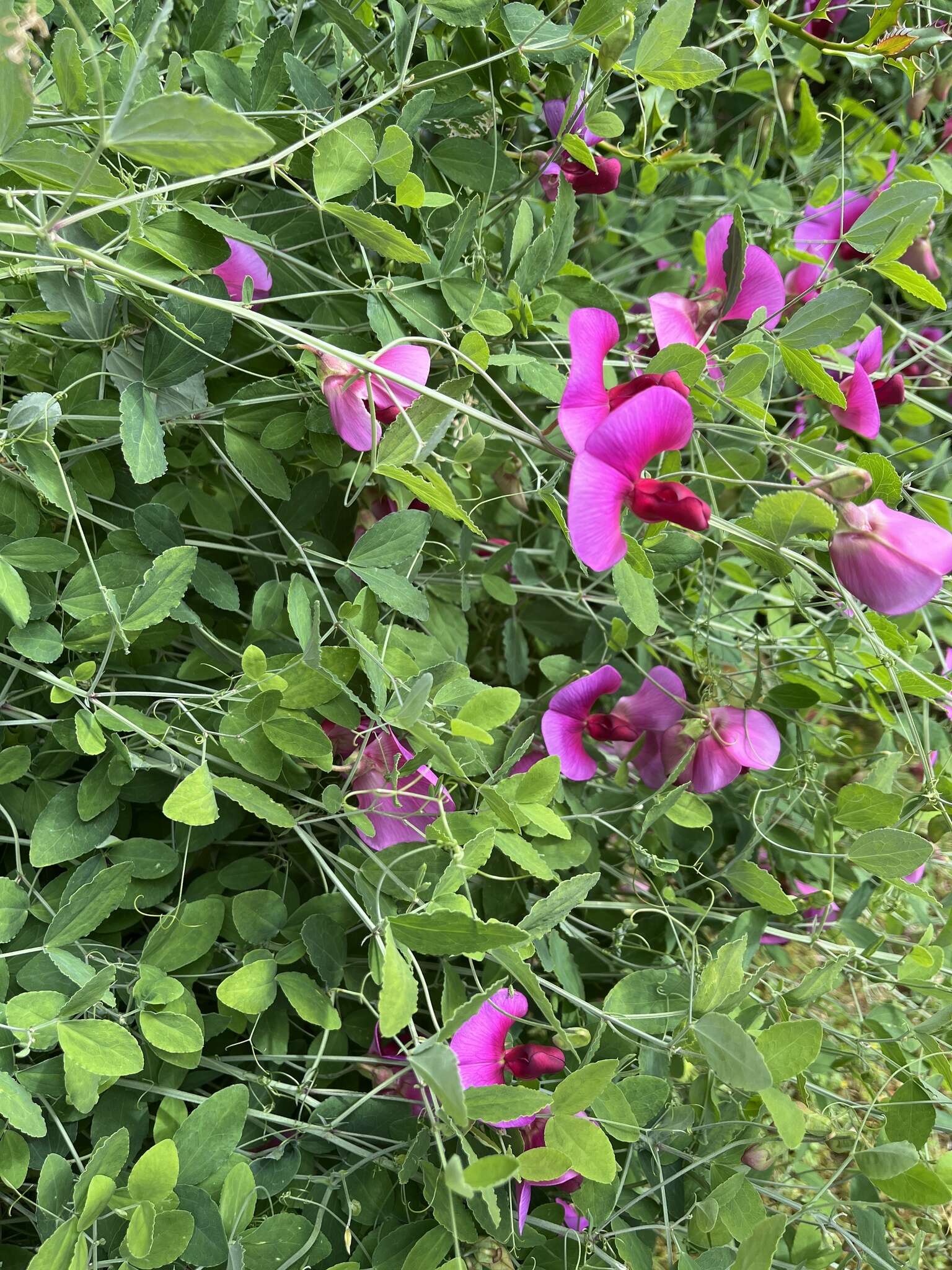 Image of Everlasting-Pea