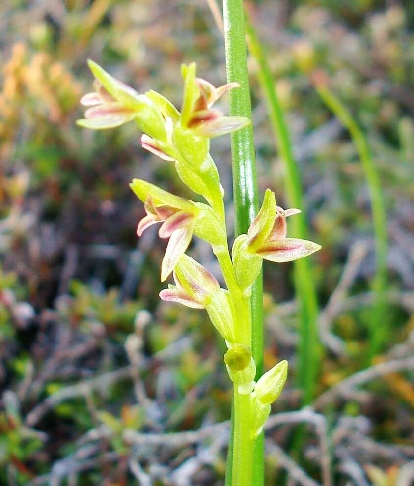 Imagem de Prasophyllum colensoi Hook. fil.