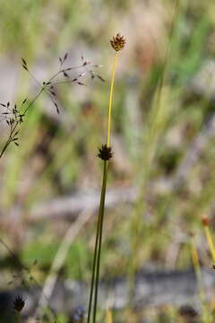 Carex capitata Sol. resmi