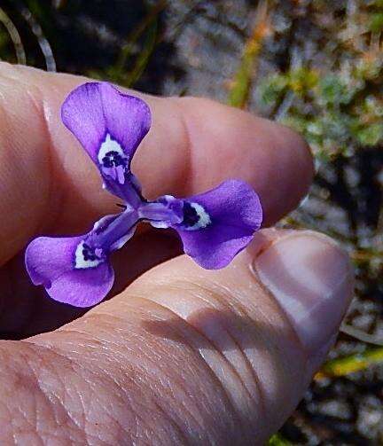 Image of Moraea tripetala subsp. tripetala