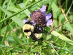 Image of Yellow Bumblebee