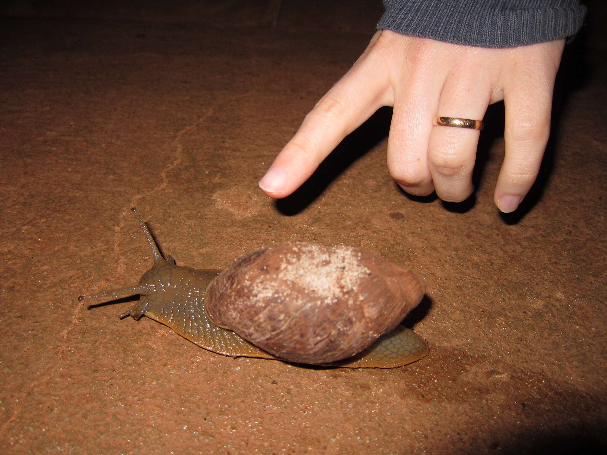 Image of Megalobulimus sanctaepauli (Ihering & Pilsbry 1900)