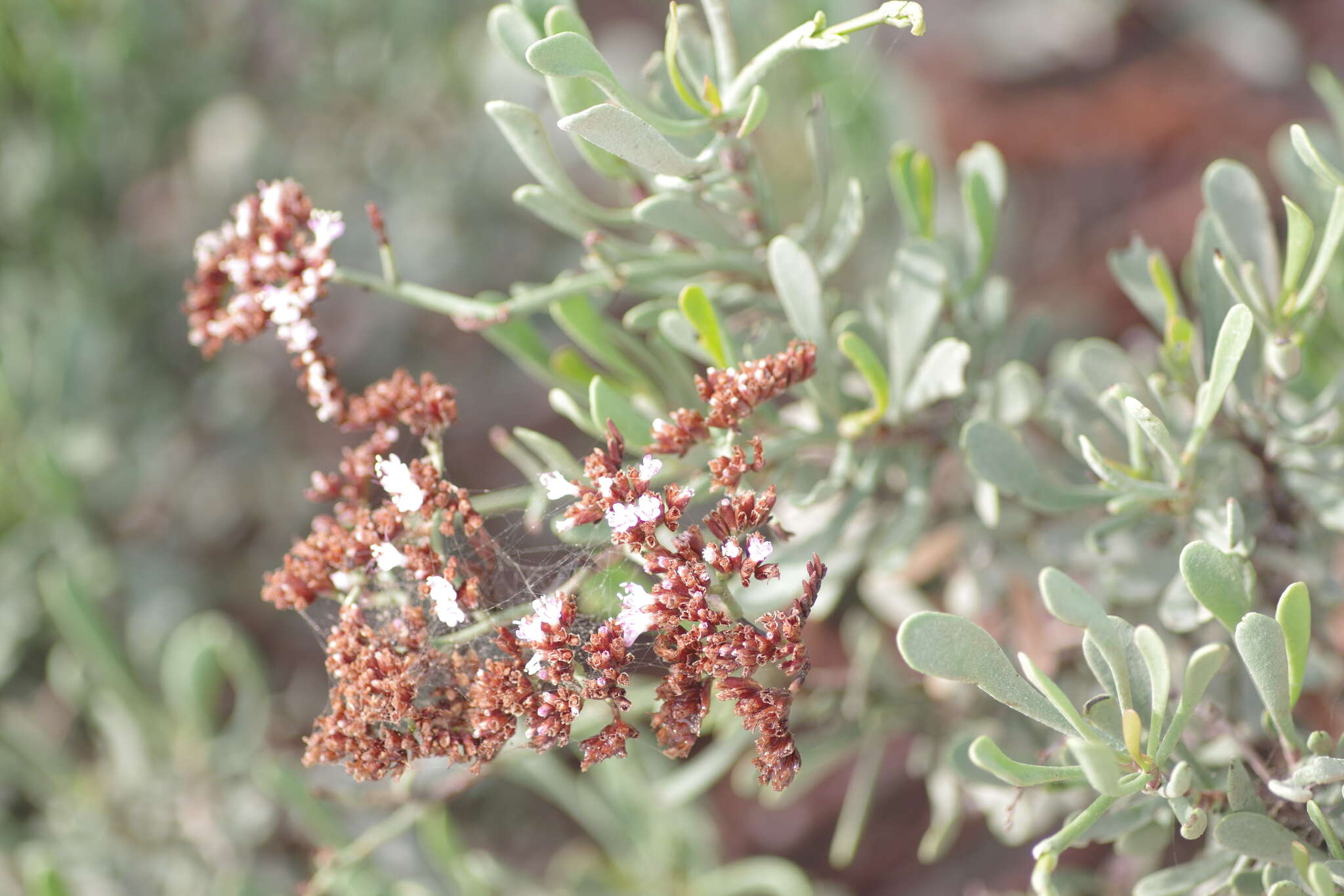 Imagem de Limonium axillare (Forsk.) O. Kuntze