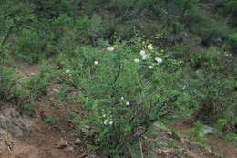 Image of Mimosa farinosa Griseb.